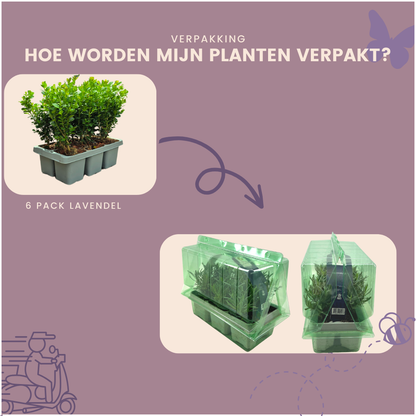 "Buxus NewGen Freedom 6-Pack – Winterharde Groenblijvende Struiken 6 x Ø7 cm - ↕15 cm | Compacte Buxus"