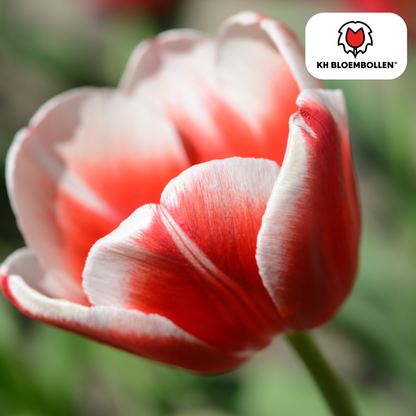 Tulpenbollen Candy Apple Delight – 20 Stuks | KH Bloembollen® | Rood-Witte Tulp – Frisse & Vrolijke Mix – Cadeau voor Tuin of Pot – Maat 11/12 – Vers van de Teler!