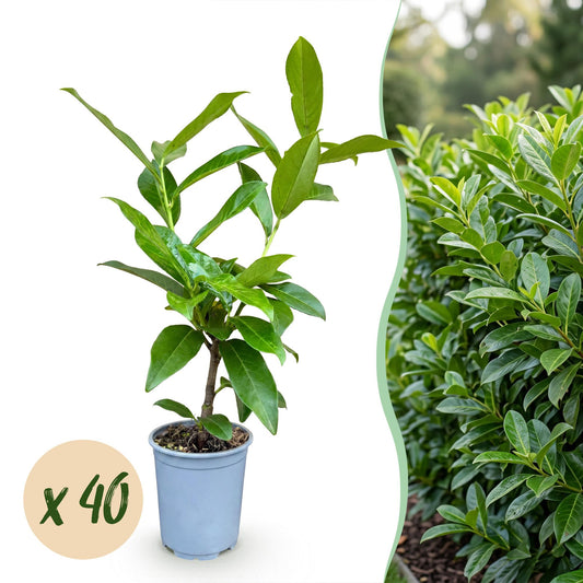40x Prunus laur. Novita - Laurierkers - Haagplanten - Groenblijvend - Groen - Pot 9cm - Hoogte 25-35cm