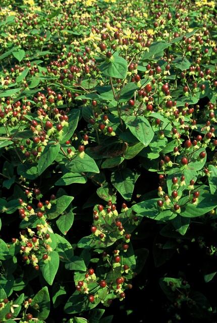 60x Hypericum inodorum 'Beauty' - ↕10-25cm - Ø9cm
