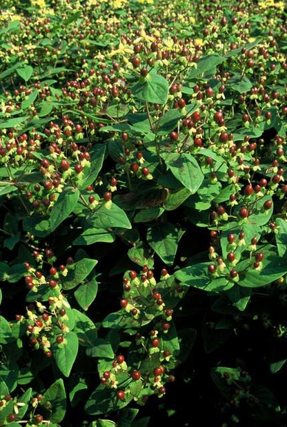60x Hypericum inodorum 'Beauty' - ↕10-25cm - Ø9cm