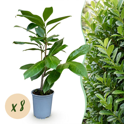 8x Prunus laur. Rotundifolia - Laurierkers - Haagplanten - Groenblijvend - Groen - Pot 9cm - Hoogte 25-35cm