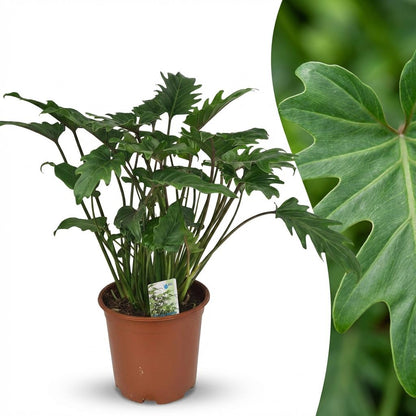 Kamerplant - Philodendron - Philodendron Xanadu - Groen - Weinig onderhoud - 1 Plant - Pot 19cm - Hoogte 60cm
