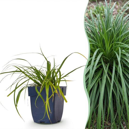 Grassen - Carex oshimensis Evergreen - Japanse Zegge - Groenblijvend - Groen - 6 Planten - Pot 11cm - Hoogte 15-25cm