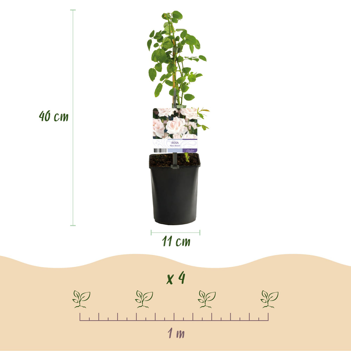 Klimroos - Rosa Tricolour  - Bloemen Roze Wit Rood - Weinig onderhoud - 3 planten - Pot 11cm Hoogte 40cm