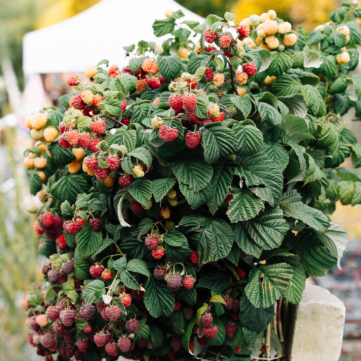 Fruitplant - Framboos - Rubus Mailing Promise  - Rode Framboos - 2 planten -  Pot 11cm Hoogte 40cm