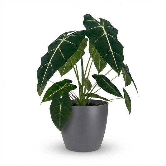 Kamerplant - Olifantsoor - Alocasia Frydek - Groen - Weinig onderhoud - 1 Plant - met Potter Grijs - Pot 19cm - Hoogte 60cm