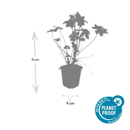60x Geranium macrorrhizum - ↕10-25cm - Ø9cm