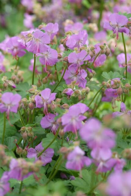 6x Geranium cant. 'Cambridge' - ↕10-25cm - Ø9cm