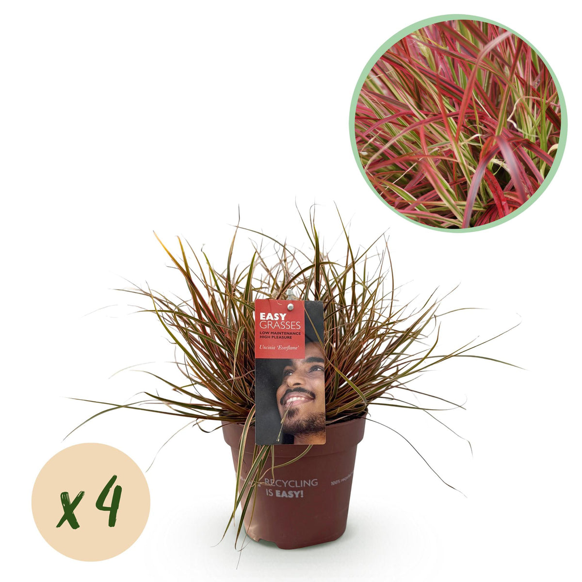 Siergrassen - Uncinia rubra Everflame  - Rood - 4 Planten - Bladhoudend - Weinig Onderhoud - Pot 17cm Hoogte 50cm