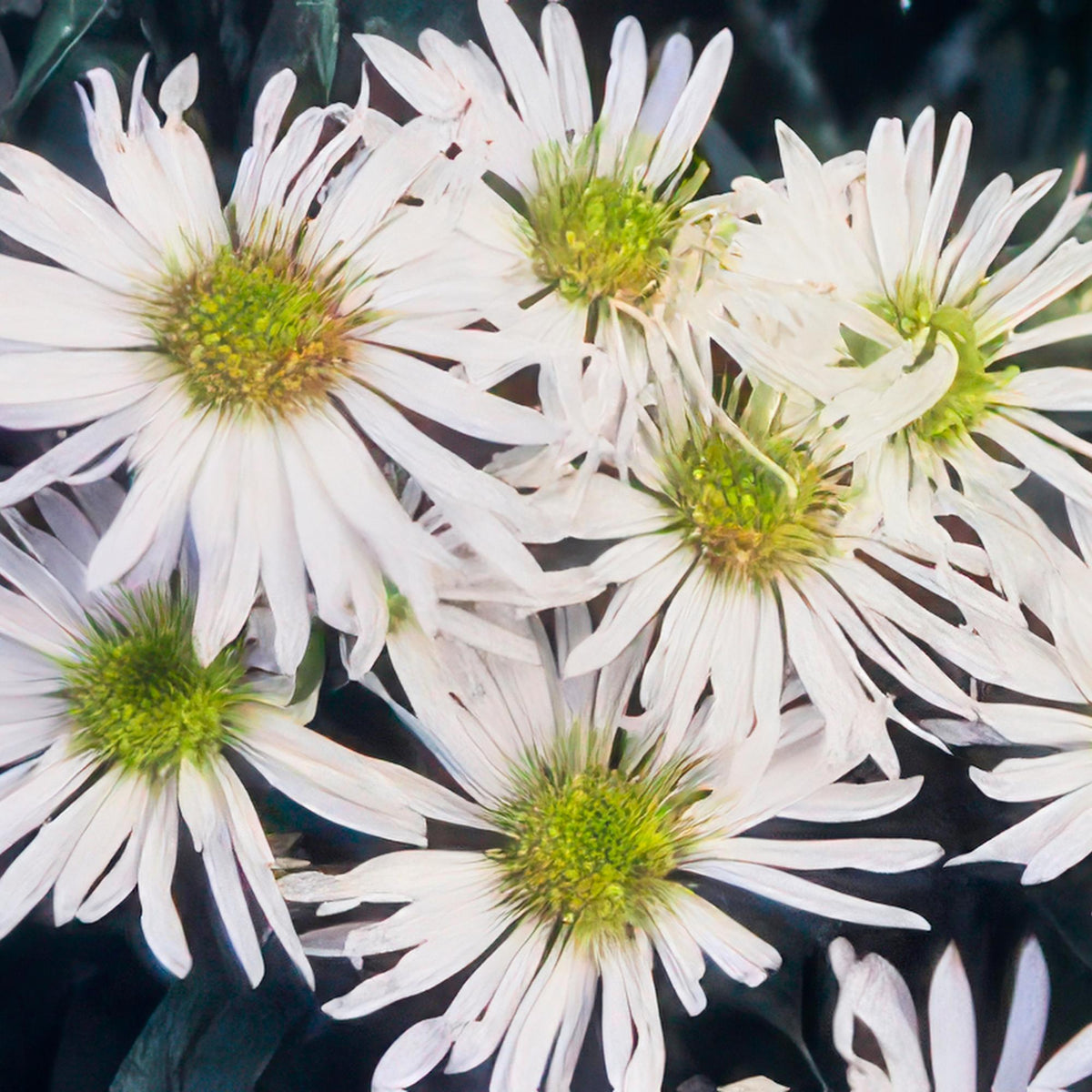 60x Aster ageratoides 'Ashvi' - ↕10-25cm - Ø9cm