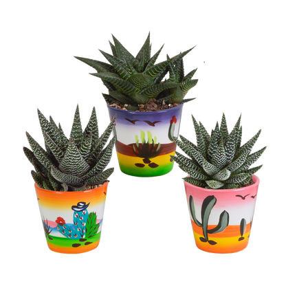 Gasteria/Haworthia mix 8,5cm - 3x - in Mexicaanse pot