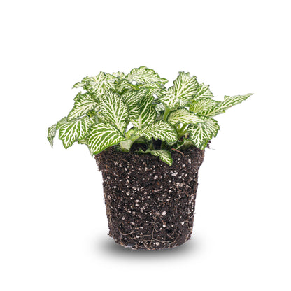 Fittonia Wit - White Tiger - Mozaiekplantje - Terrarium plant - Potmaat 8