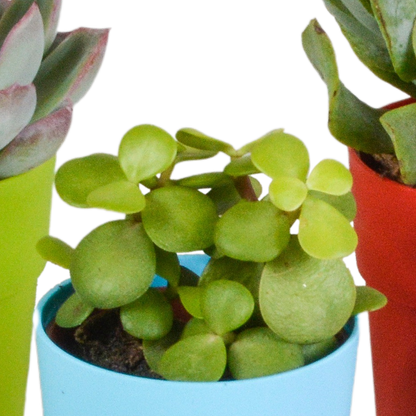 Vetplanten mix 5.5 cm - 5x - in gekleurde plasticpot