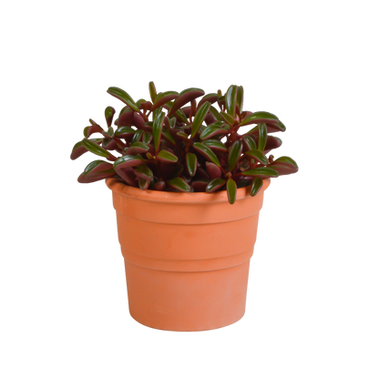 Peperomia graveolens - in terracotta pot