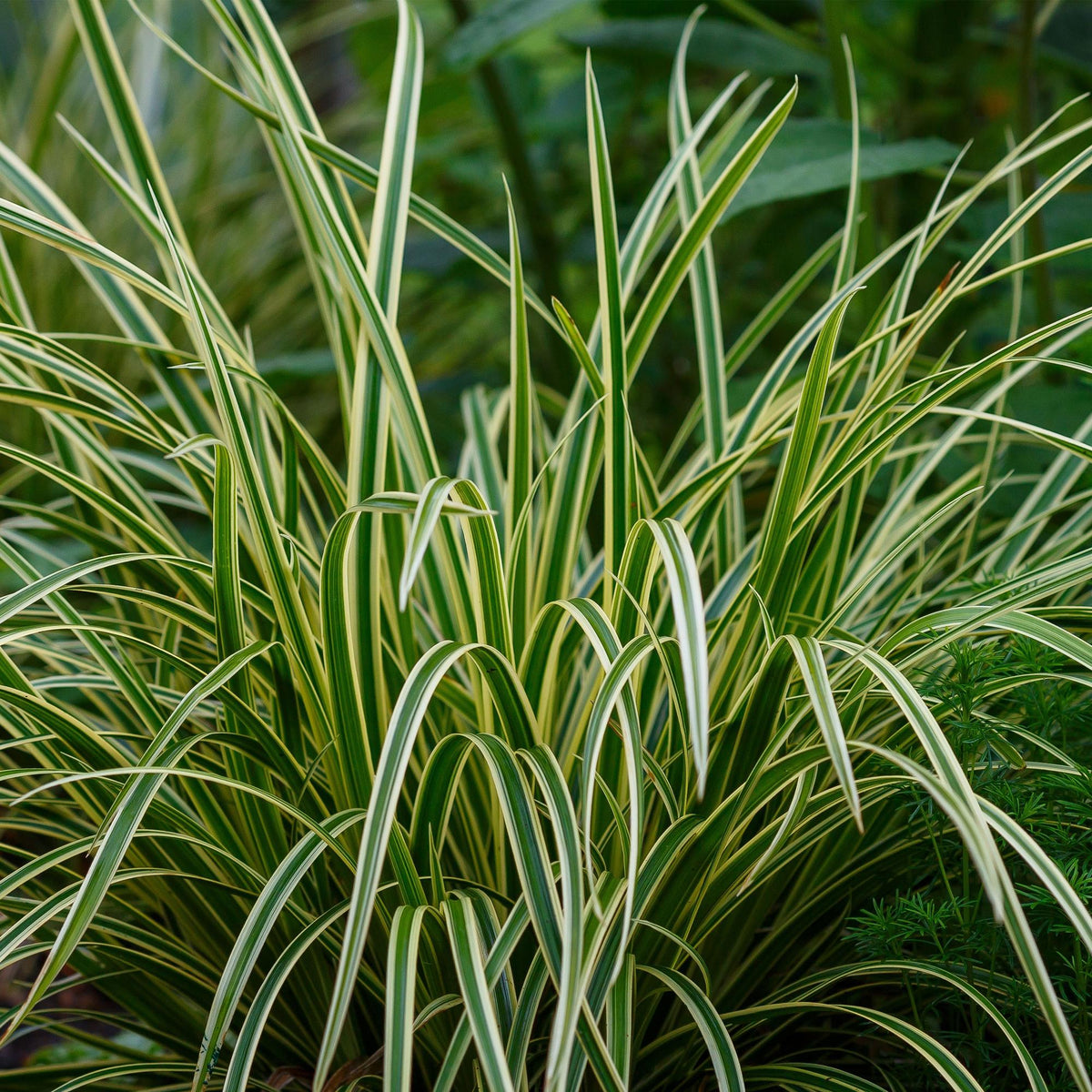 Siergrassen - Carex morrowii Ice Dance  - Wit & Groen - 4 Planten - Bladhoudend - Weinig Onderhoud - Pot 17cm Hoogte 50cm
