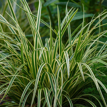 Siergrassen - Carex morrowii Ice Dance  - Wit & Groen - 4 Planten - Bladhoudend - Weinig Onderhoud - Pot 17cm Hoogte 50cm