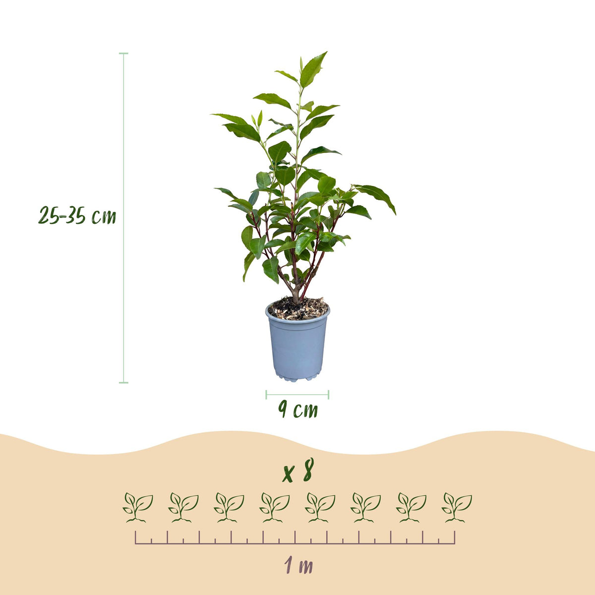 8x Prunus lusitanica Angustifolia - Portugese Laurier - Haagplanten - Groenblijvend - Groen - Pot 9cm - Hoogte 25-35cm