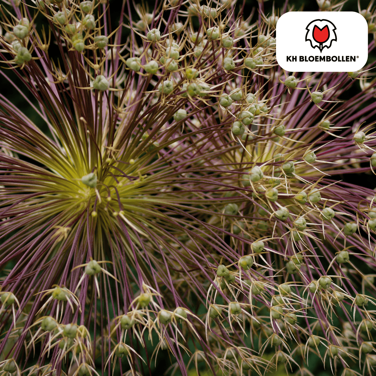 allium schubertii 5 stuks