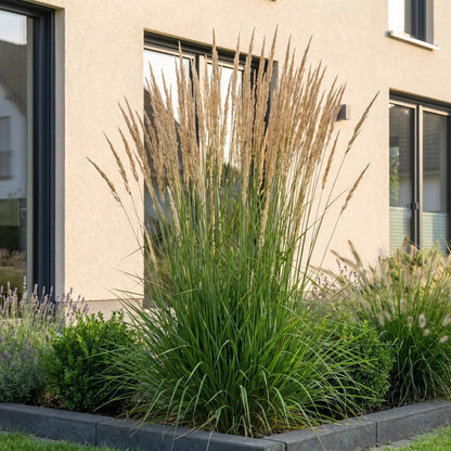 Grassen - Calamagrostis Karl Foerster - Struisriet - Met Pluim - Groen - 6 Planten - Pot 11cm - Hoogte 15-25cm