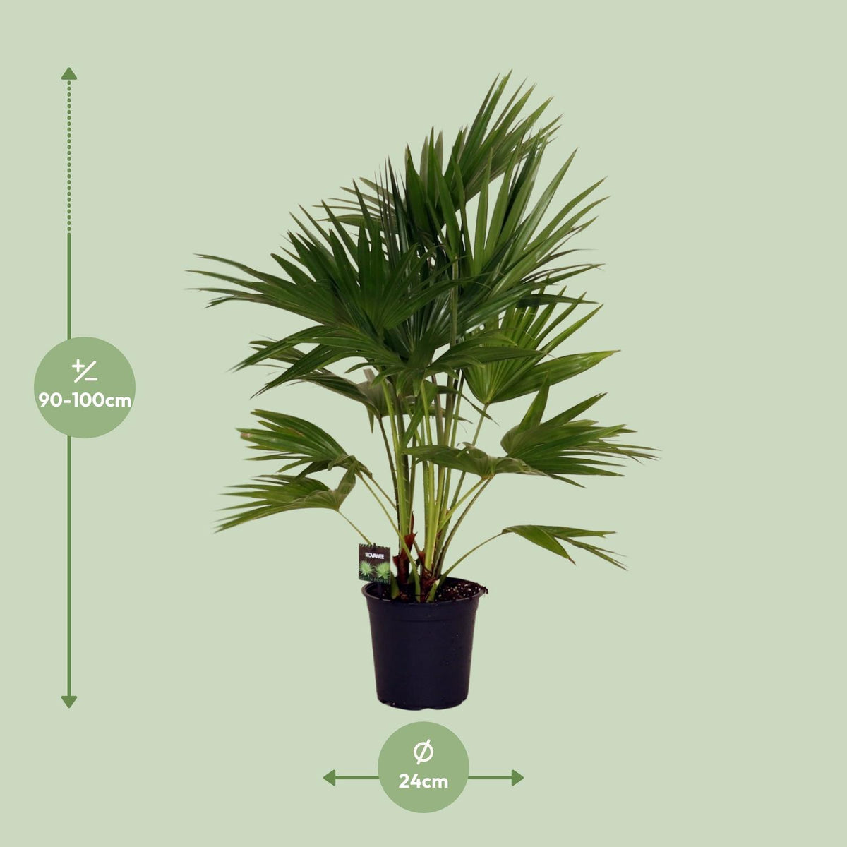 Livistona Chinensis - Ø24cm - ↕100cm
