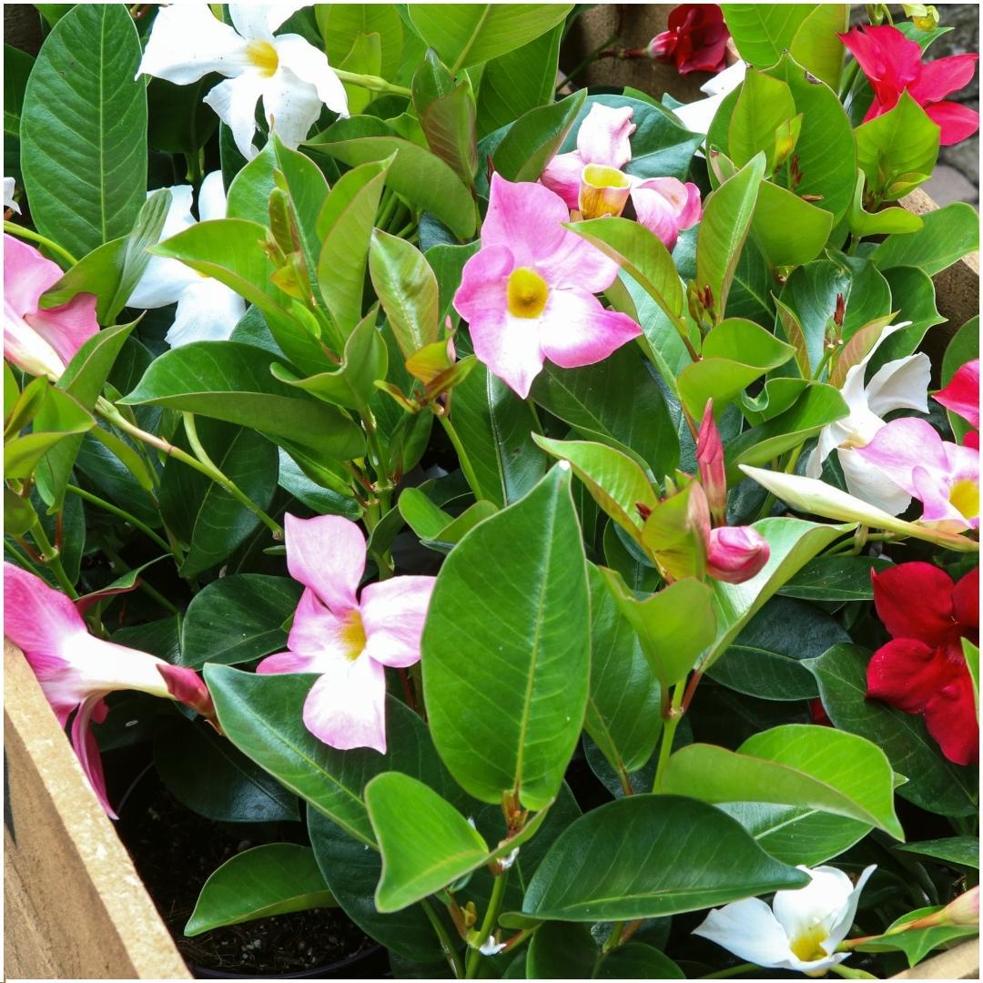 Dipladenia Mix - 2 x Mandevilla pink - 2 x Mandevilla white - 2 x Mandevilla red Ø12 cm -↕•25 cm