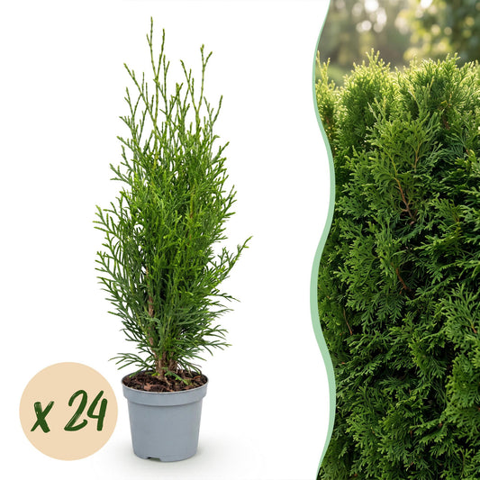24x Thuja occidentalis Smaragd - Levensboom - Haagplanten - Groenblijvend - Groen - Pot 9cm - Hoogte 20-30cm