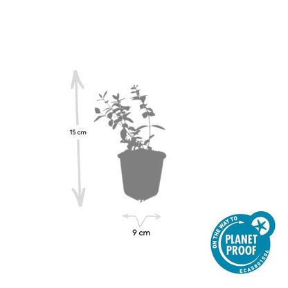 6x Hypericum dummeri 'Peter Dummer' - ↕10-25cm - Ø9cm