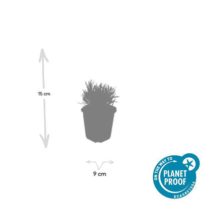 60x Lavandula int. 'Edelweiss' - ↕10-25cm - Ø9cm