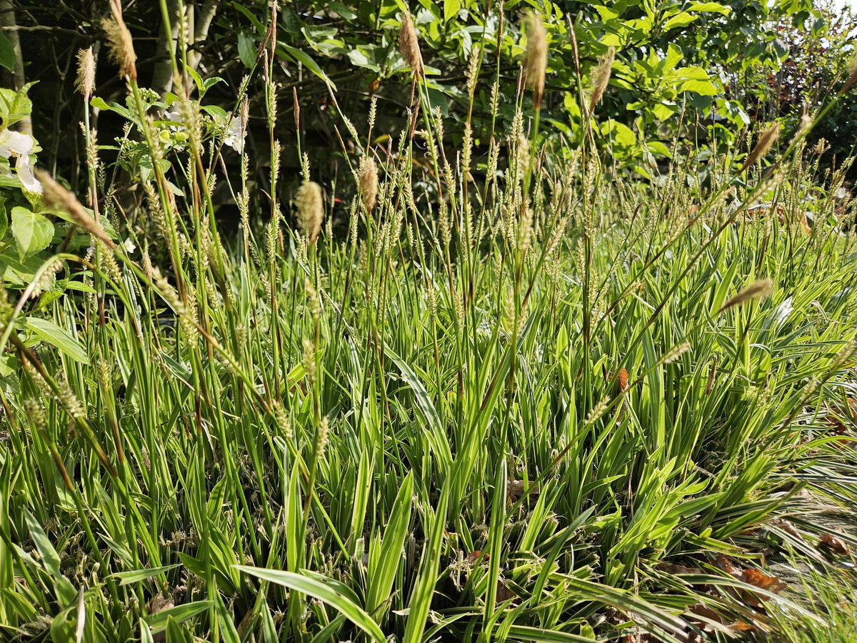 60x Carex morrowii 'Aureovariegata'  - ↕10-25cm - Ø9cm