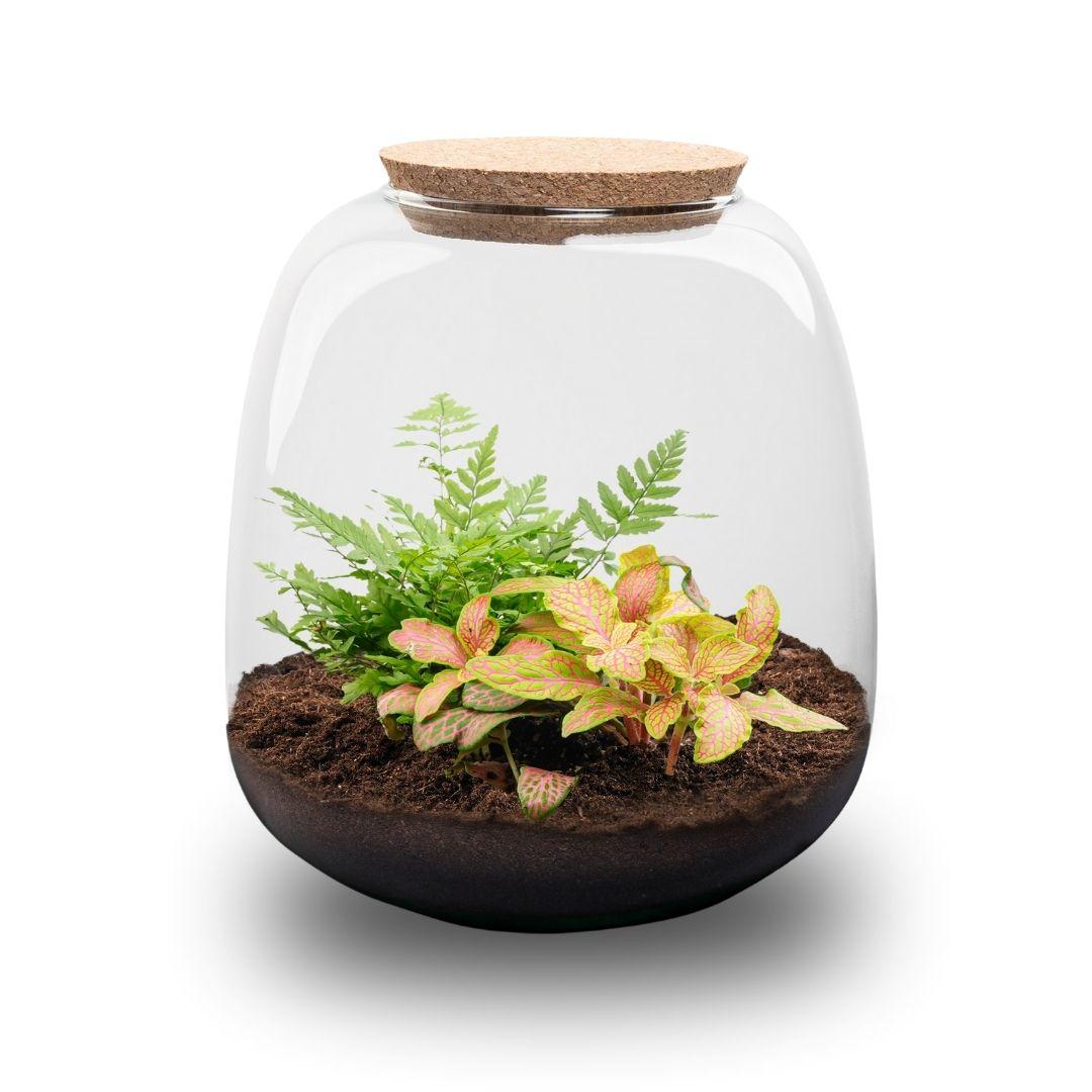 Planten terrarium - Emma Mini - DIY kit - ↑ 20 cm - Ø 19 cm - Fittona Ruby Lime