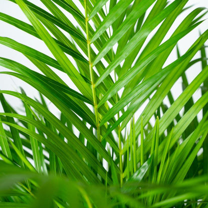 Areca palm met pot - ↨110cm - Ø21cm