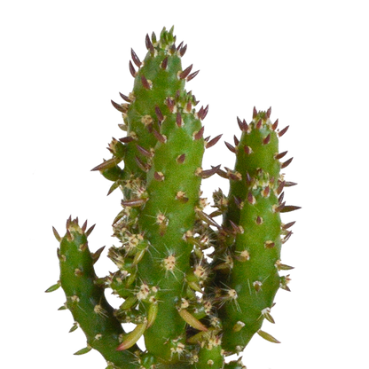Cactus en vetplanten mix 5.5 cm | 15 stuks - in terracotta pot