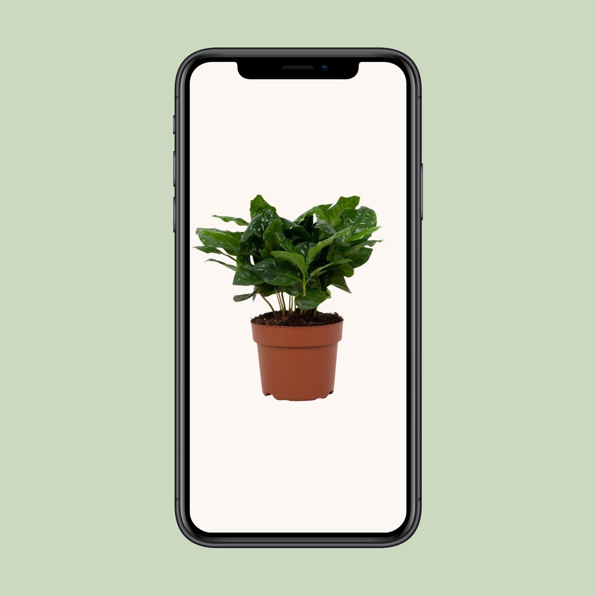 Coffea Arabica 12cm - Ø12cm - ↕22cm