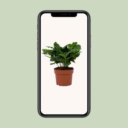 Coffea Arabica 12cm - Ø12cm - ↕22cm