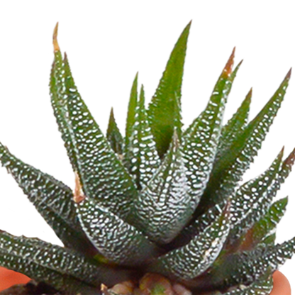 Cactus en vetplanten mix 5.5 cm | 15 stuks - in terracotta pot