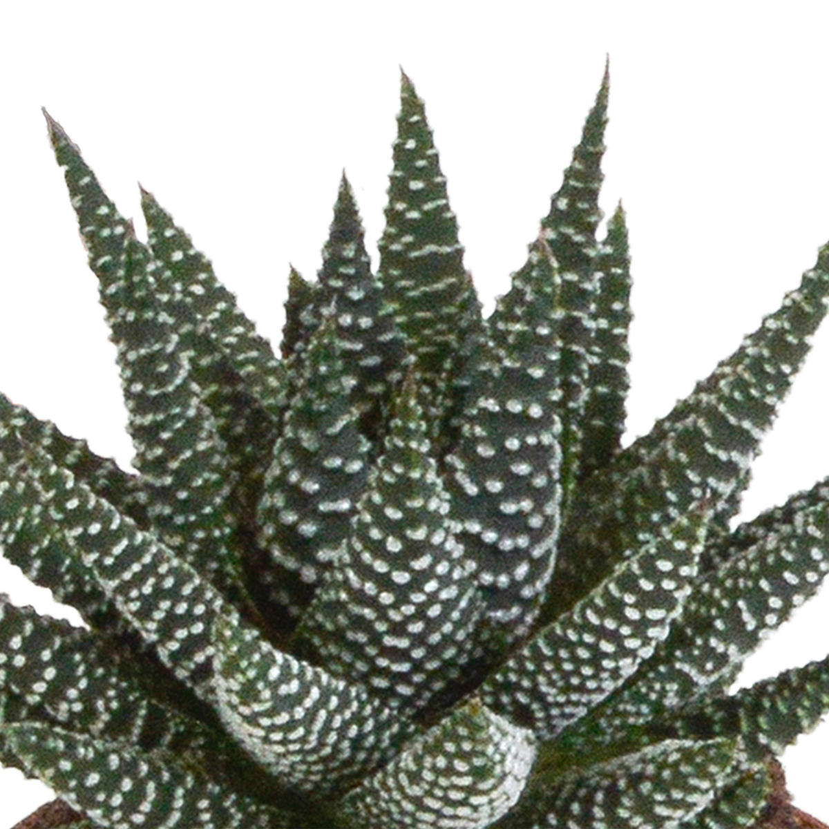 Gasteria/Haworthia mix 8,5cm - 3x - zonder pot