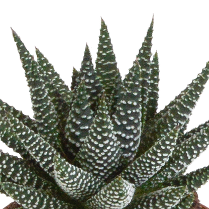 Gasteria/Haworthia mix 8,5cm - 3x - zonder pot