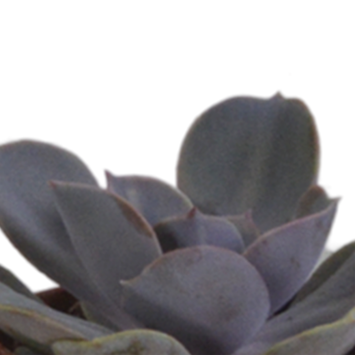 Vetplanten mix 5.5 cm - 5x - in terracotta pot