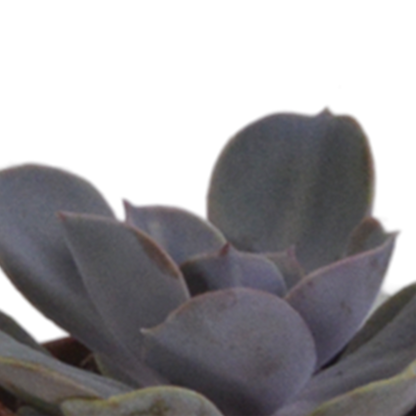 Vetplanten mix 5.5 cm - 5x - in terracotta pot