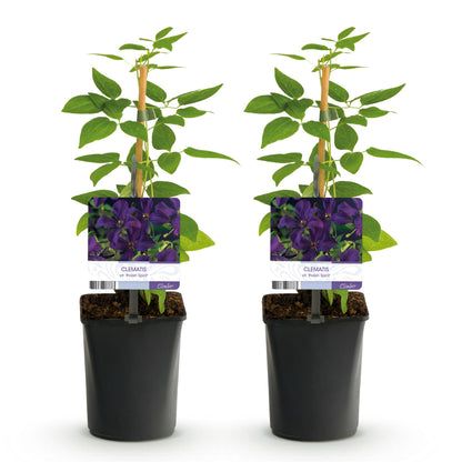 Klimplant - Clematis vit. Polish Spirit - Bloem Roze - Weinig onderhoud -2 planten -  Pot 11cm Hoogte 40cm