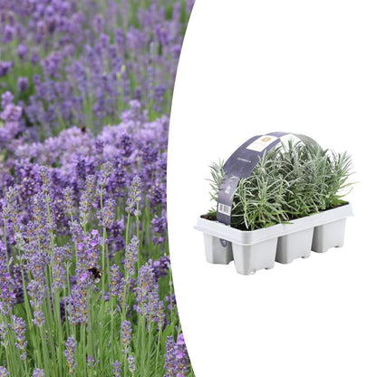 1x 6 pack Lavendel angustifolia - 6 x Ø7 cm - ↕15 cm