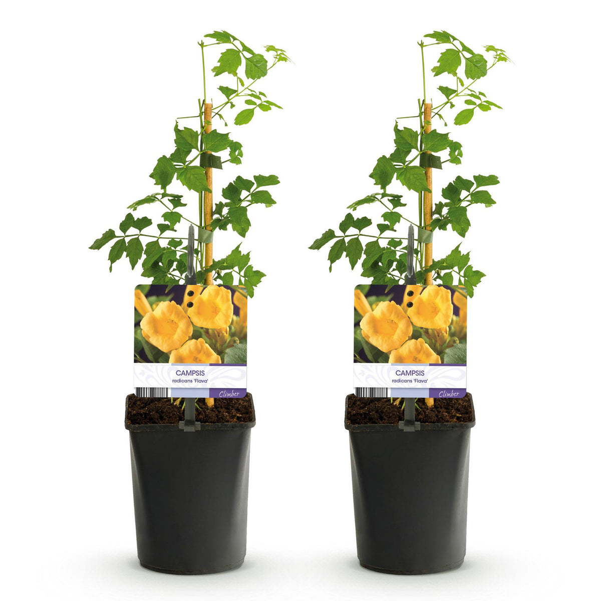 Trompetbloem - Campsis radicans Flave - Bloem Geel - Weinig onderhoud - 2 planten - Pot 11cm Hoogte 40cm