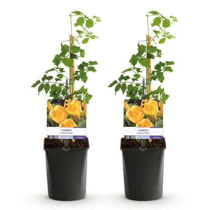 Trompetbloem - Campsis radicans Flave - Bloem Geel - Weinig onderhoud - 2 planten - Pot 11cm Hoogte 40cm