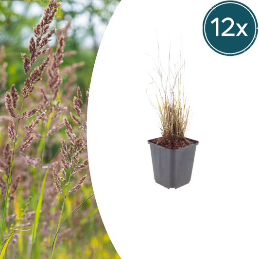 12x Calamagrostis brachytricha - ↕10-25cm - Ø9cm