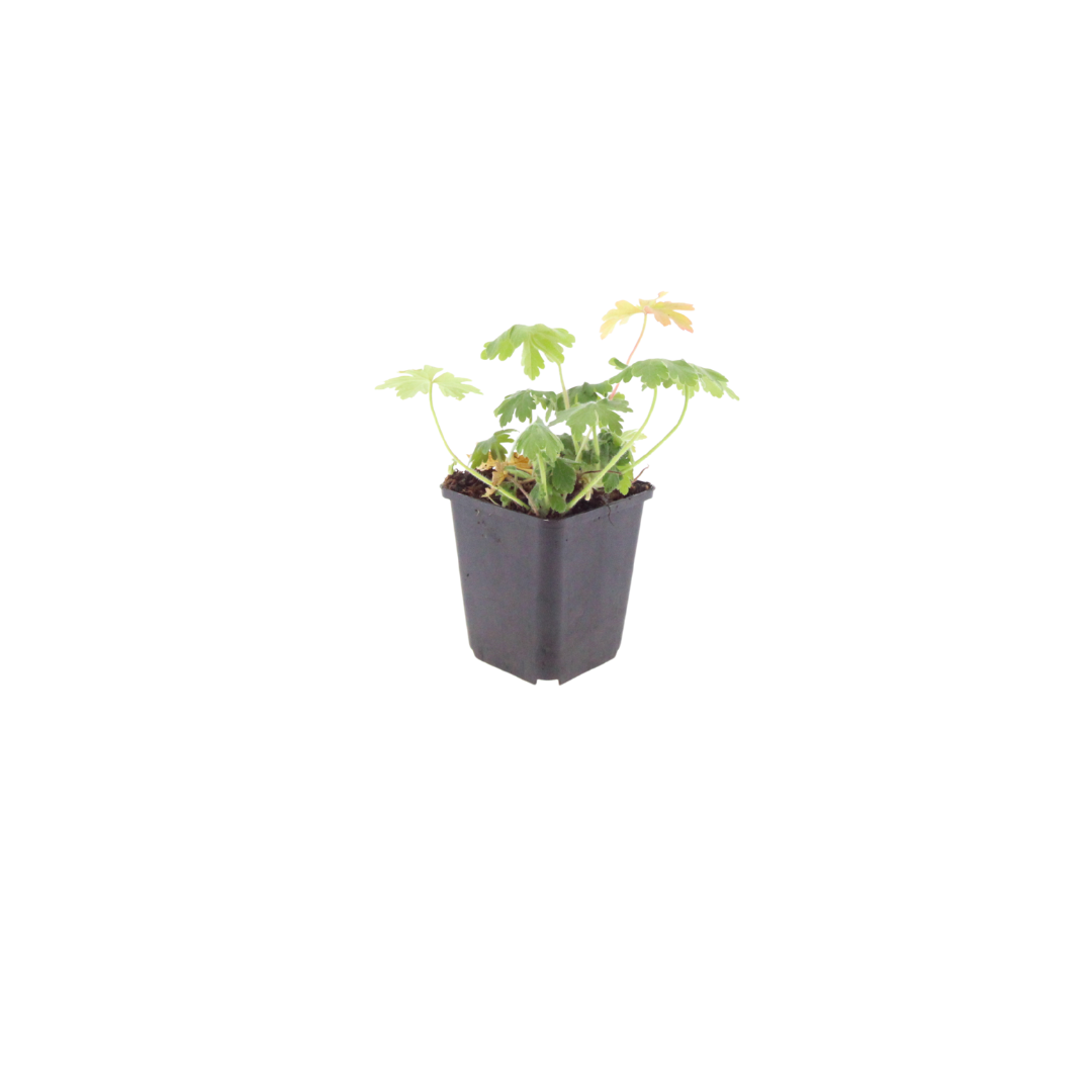 12x Geranium macr. 'Bevan's Variety' - ↕10-25cm - Ø9cm