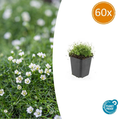 60x Sagina subulata - ↕10-25cm - Ø9cm