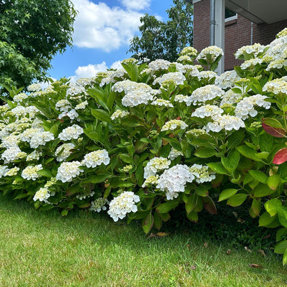 Hortensia - Hydrangea macrophylla Blue - Bloem Wit - 1 Plant - Bladverliezend - Weinig Onderhoud - Pot 17cm Hoogte 30cm