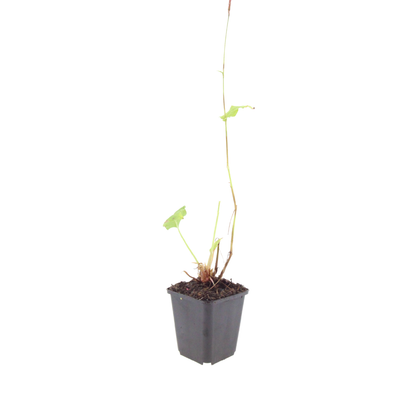 12x Persicaria aff. 'Superba' - ↕10-25cm - Ø9cm
