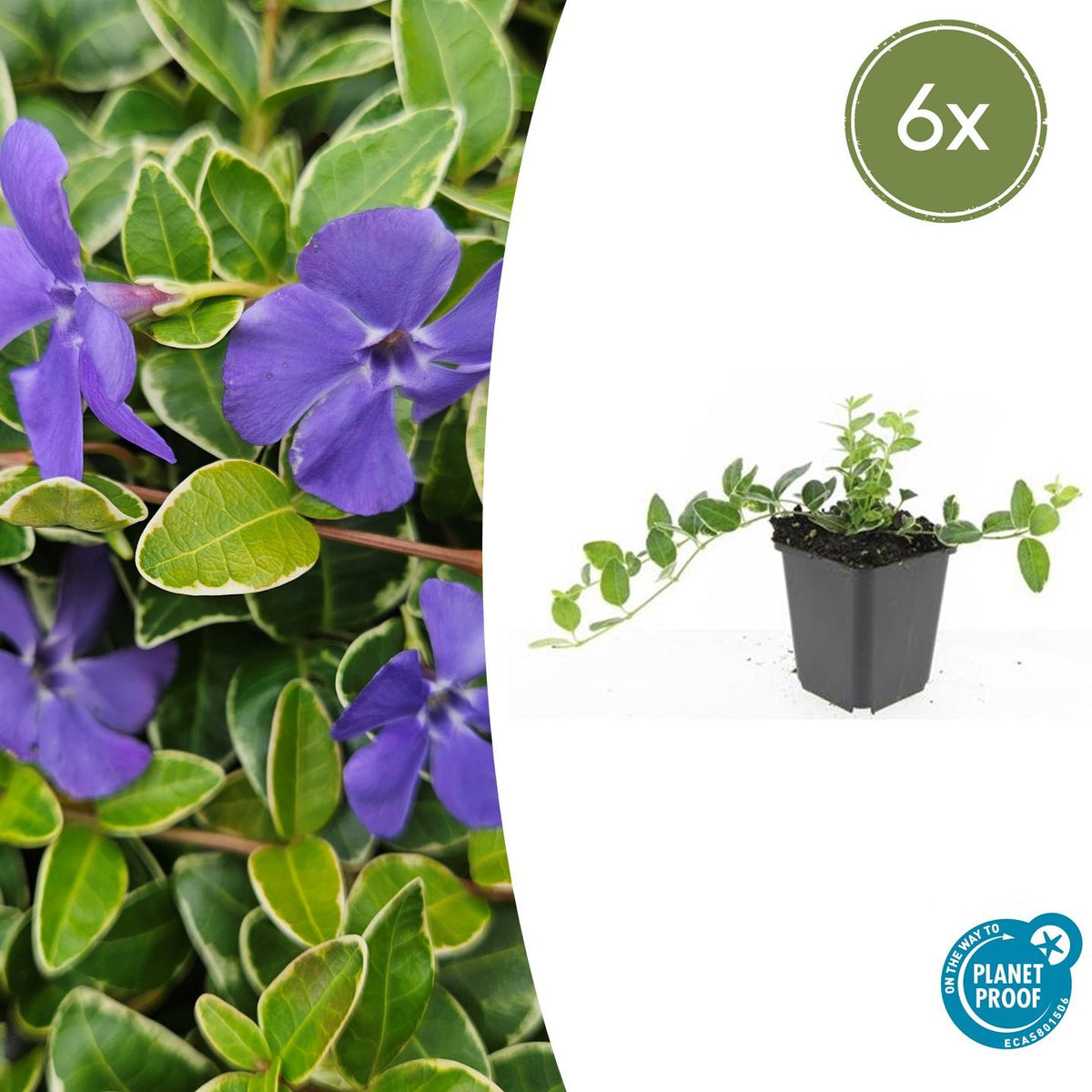 6x Vinca minor 'Argenteovariegata' - ↕10-25cm - Ø9cm
